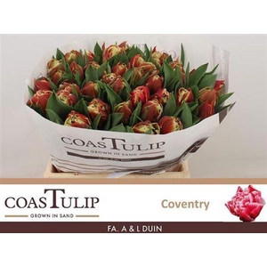 Tu [coas] Du Coventry