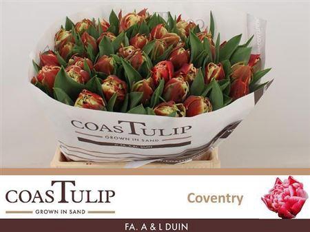 <h4>Tu [coas] Du Coventry</h4>