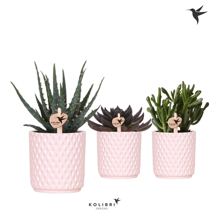 <h4>Kolibri Greens Succulenten mix in Diamond pot nude</h4>