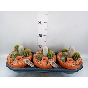 Arr. Cactus L%