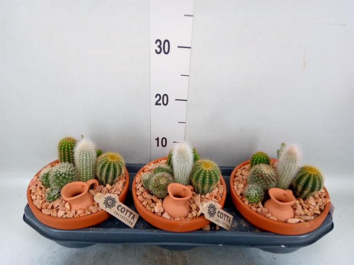 <h4>Arr.  Cactus L%</h4>