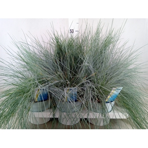 Festuca glauca 'Intens Blue'