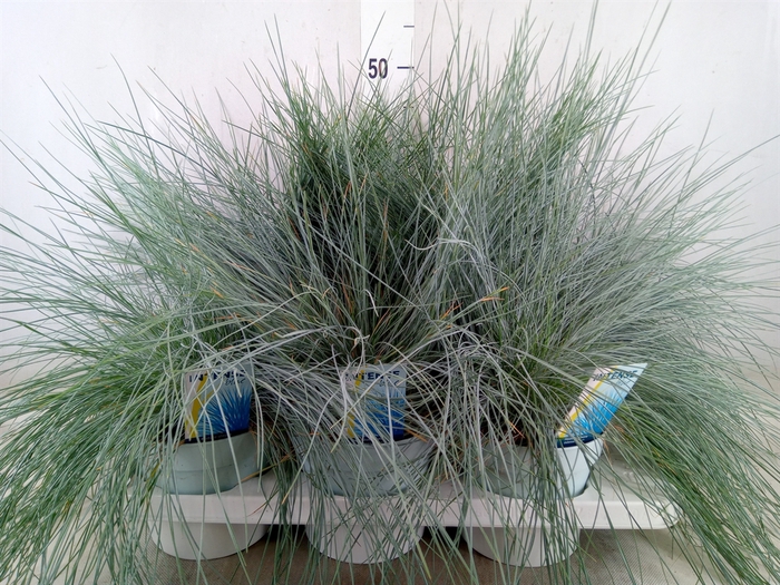 <h4>Festuca glauca 'Intens Blue'</h4>