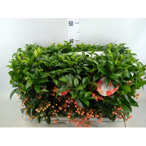 Ardisia crenata 'Bos Premium Salmo'