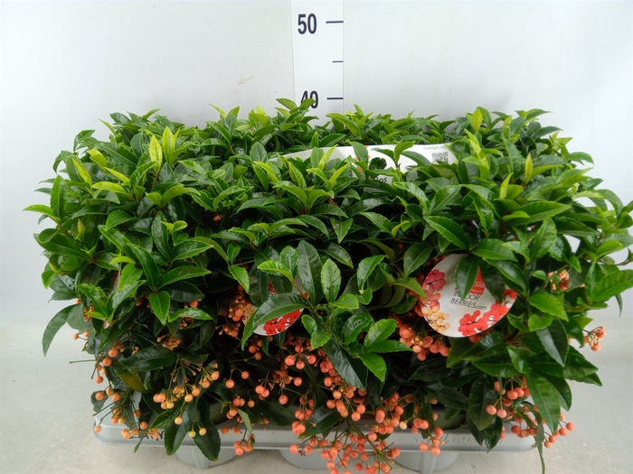 <h4>Ardisia crenata 'Bos Premium Salmo'</h4>