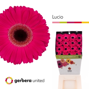 Gerbera Lucio Diamond