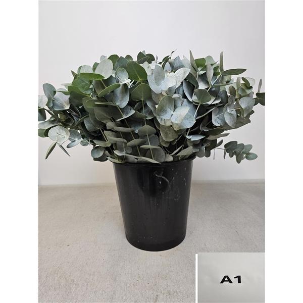 <h4>EUC CINEREA PER STEEL -SP-</h4>