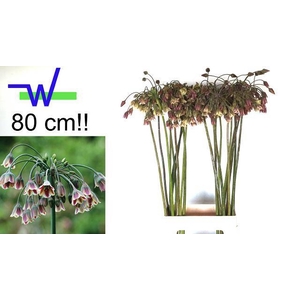 NECT SICULUM BULGAR