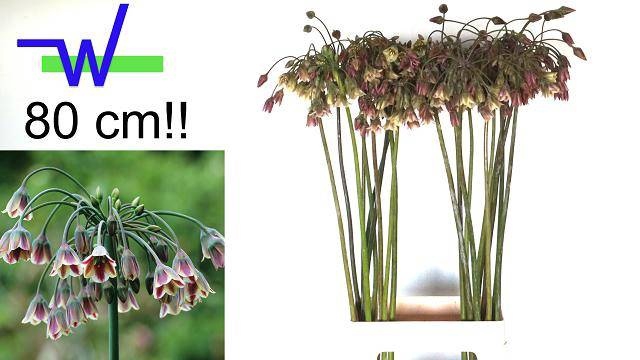 <h4>NECT SICULUM BULGAR</h4>