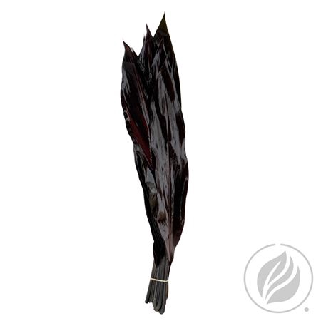 <h4>CORDYLINE BLACK TIE ADG 80CM</h4>