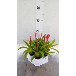Vriesea  'Christiane'