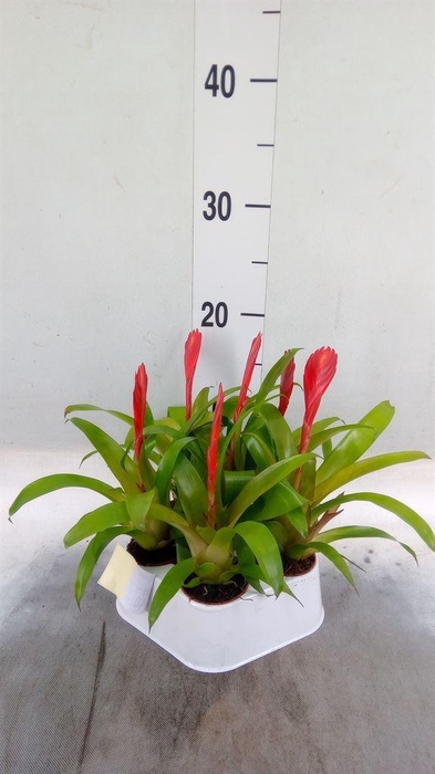 <h4>Vriesea  'Christiane'</h4>