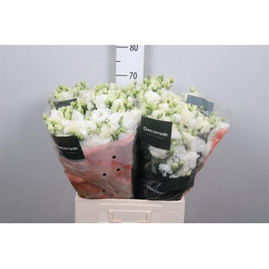 Eus G Celeb Chrystal