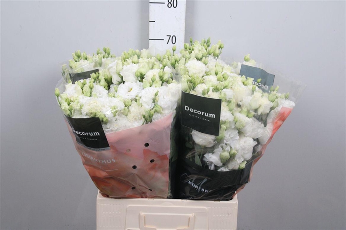 <h4>Eus G Celeb Chrystal</h4>