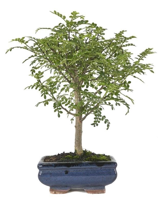 <h4>ZANTHOXYLUM PIPERIT</h4>