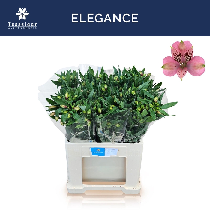 <h4>ALSTR ELEGANCE</h4>