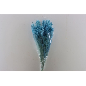 Dried Brooms L Blue Bunch