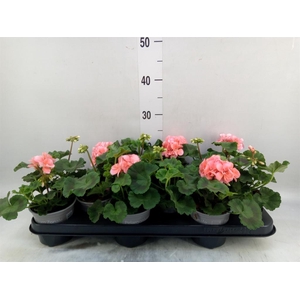 Pelargonium zona. 'Pelfi Montevide'
