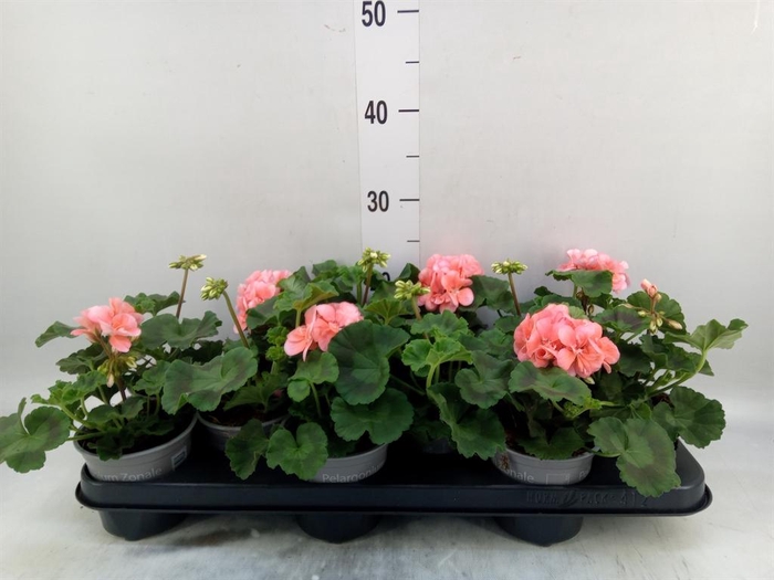 <h4>Pelargonium zona. 'Pelfi Montevide'</h4>