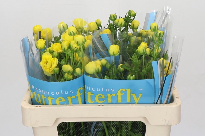 <h4>Ranunculus Butterfly Phytalos</h4>