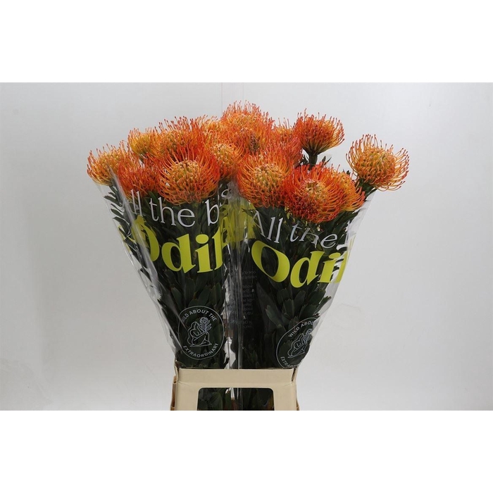 <h4>Leuco Ayoba Sun</h4>