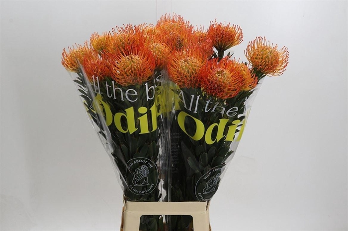 <h4>Leuco Ayoba Sun</h4>