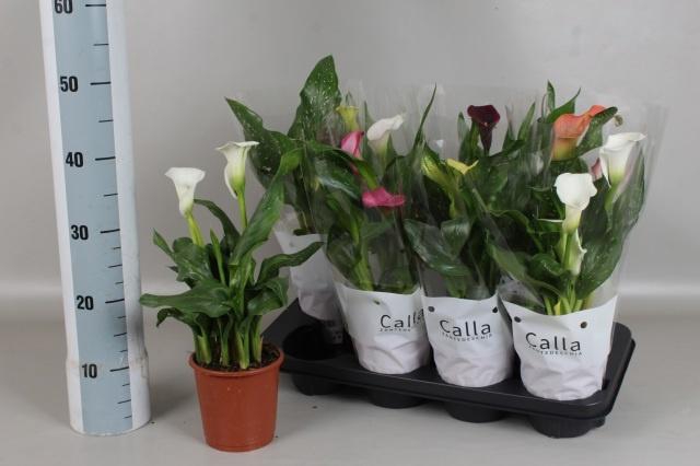 <h4>ZANT GEM 5 KL</h4>