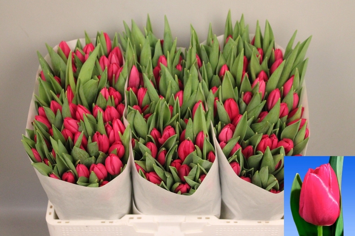 <h4>TU EN PINK ARDOUR</h4>