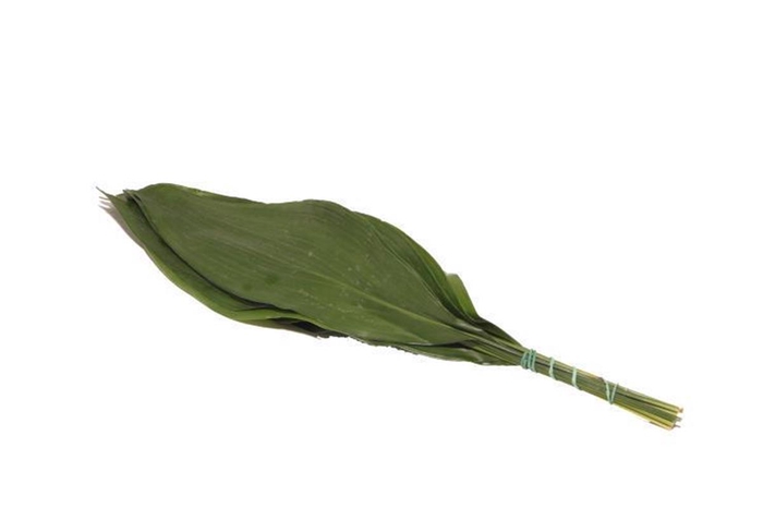 <h4>Aspidistra Vacuum 40 Cm X5</h4>