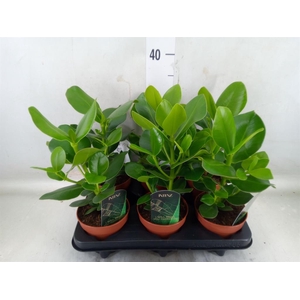 Clusia rosea 'Princess'