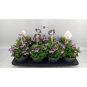 Pelargonium gran.   ..