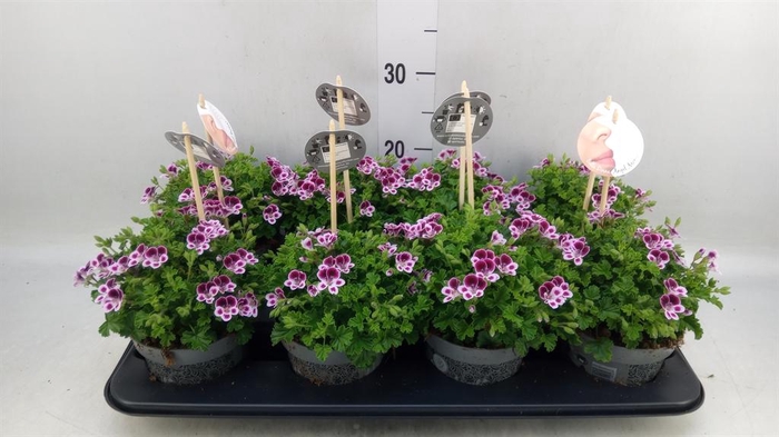 <h4>Pelargonium gran.   ..</h4>
