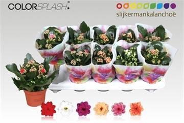 <h4>KAL GE GEM 6 KL</h4>