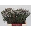 Kaaps Groen Silver Brunia