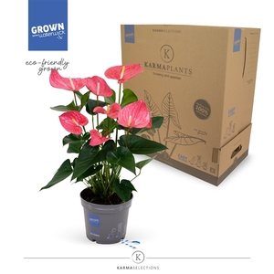 Anthurium - KARMA Maine | 17cm | PLASTIC FREE