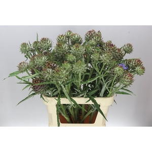 Cynara Cardunculus