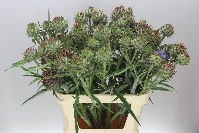 <h4>Cynara Cardunculus</h4>