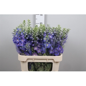 Delph Du Guard Blue