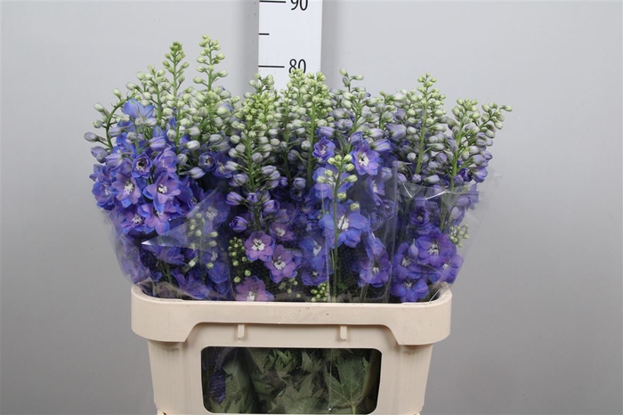 <h4>Delph Du Guard Blue</h4>