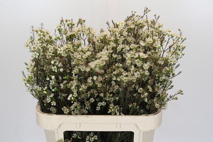 <h4>Chamelaucium Sirius</h4>