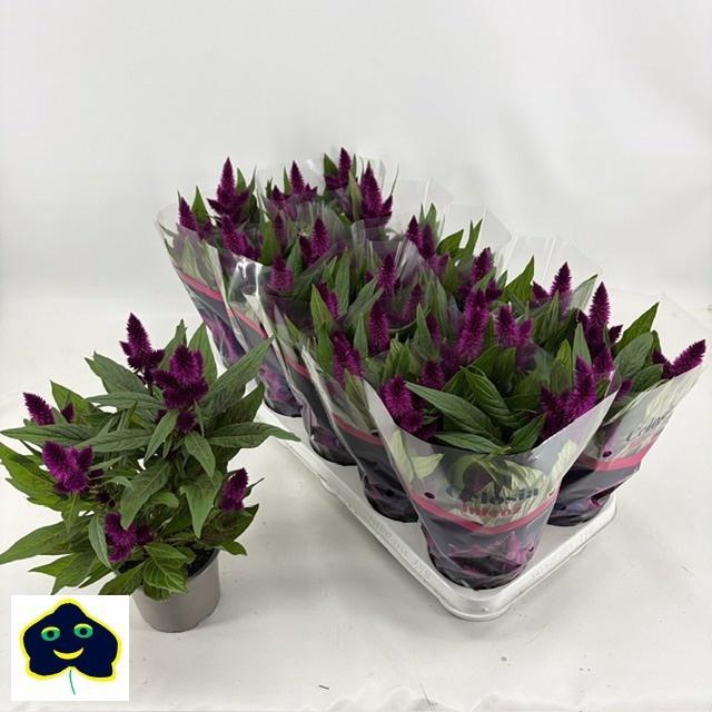 <h4>CEL INTENZ DARK PURP</h4>