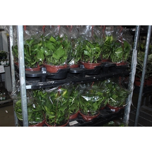 JIBOIA VERDE C21 PENDENTE