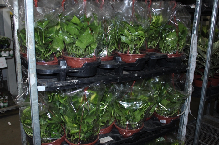 <h4>JIBOIA VERDE C21 PENDENTE</h4>