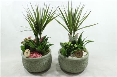 <h4>5715 KER GREEN DRACENA</h4>