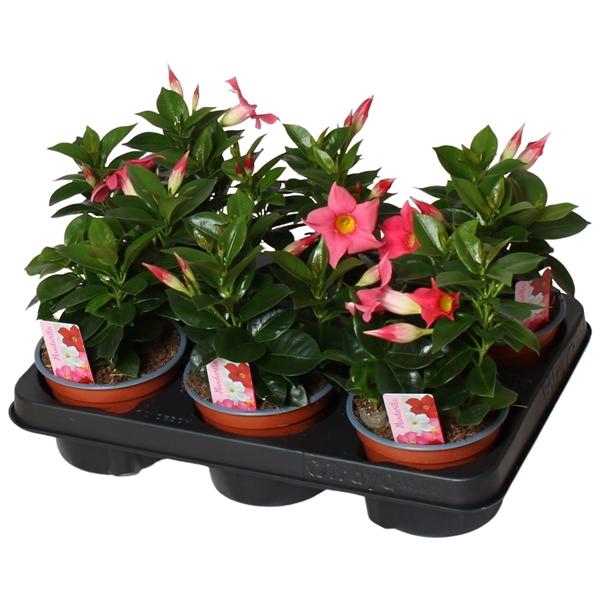 <h4>Mandevilla Rio Light Pink</h4>