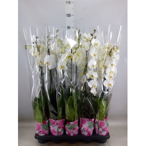 Phalaenopsis   ...white