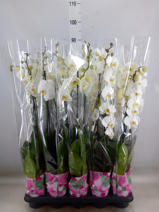 <h4>Phalaenopsis   ...white</h4>