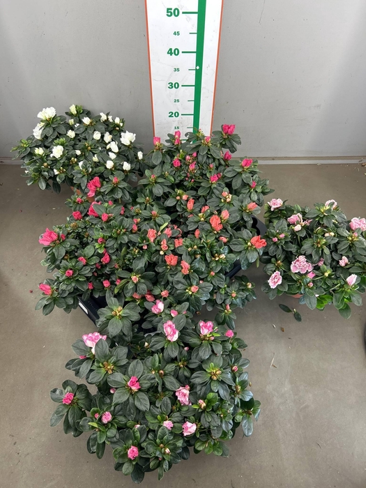 <h4>AZALIA DIV KLEUREN</h4>