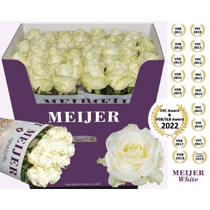 Rozen Rosa Avalanche