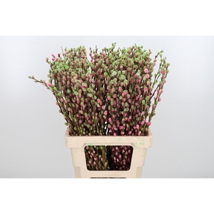 Salix Katjes Kl Bh Bubblicious